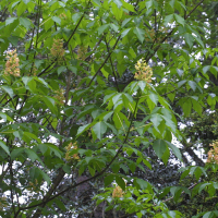 aesculus_x_arnoldiana2md
