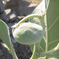 calotropis_procera4bd (Calotropis procera)