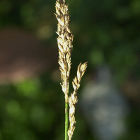 carex_paniculata2md (Carex paniculata)