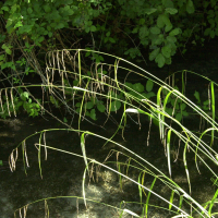 carex_pendula2md (Carex pendula)