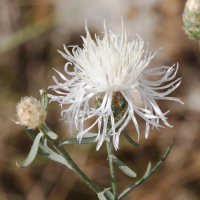 centaurea_leucophaea2md (Centaurea leucophaea)