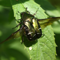 cetonia_aurata6sd (Cetonia aurata)