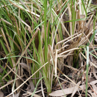 Chrysopogon_zizanioides (Chrysopogon zizanioides)