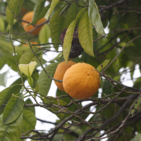 citrus_sinensis2md