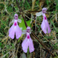 cynorkis_lowiana2md (Cynorkis (Cynorchis) lowiana)