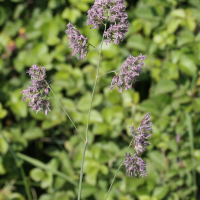 dactylis_glomerata1bmd (Dactylis glomerata)