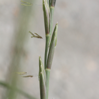 Elytrigia_juncea ssp. juncea