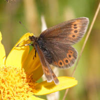 erebia_epiphron2bd (Erebia epiphron)