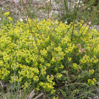 Euphorbia flavicoma ssp. verrucosa (Euphorbe verruqueuse)