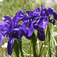 iris_latifolia2md