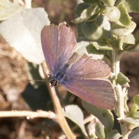 leptotes_pirithous3abd