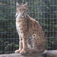 Lynx lynx (Lynx boréal)