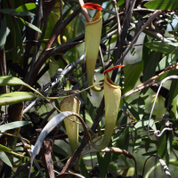 Nepenthes madagascariensis (Népenthes malgache)