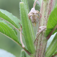 oenothera_cf_ligerica2md