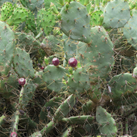 opuntia_dillenii5md