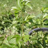 Passiflora incarnata (Passiflore officinale)