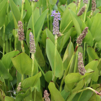 Pontederia cordata (Pontédérie à feuilles en coeur)