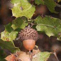 quercus_coccifera3md