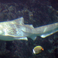 Stegostoma fasciatum (Requin tigre, Requin zèbre)