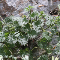 Urtica atrovirens ssp. bianorii (Ortie noirâtre)