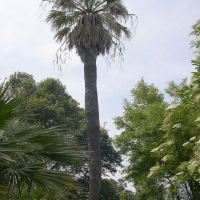 Washingtonia filifera (Palmier jupon, Palmier coton d'Amérique,  Palmier de Californie)