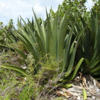 agave_karatto2md (Agave karatto)