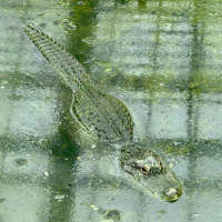 alligator_mississipiensis6md