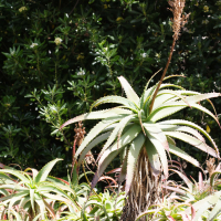 Aloe arborescens (Aloès, Corne de cerf , Corne de bélier)