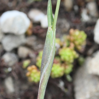 alopecurus_gerardii3md (Alopecurus gerardii)