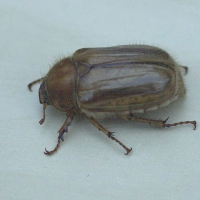 amphimallon_solstitiale3md (Amphimallon solstitiale)