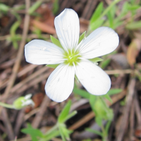 arenaria_montana2bbd (Arenaria montana)