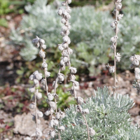 artemisia_eriantha2md (Artemisia eriantha)