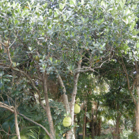 artocarpus_heterophyllus4md
