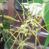 Brassia caudata (Brassia)