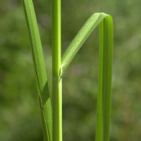 Carex echinata (Laîche étoilée)
