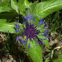 centaurea_montana2md