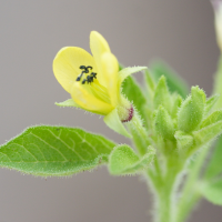 cleome_viscosa8md