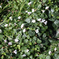 Cymbalaria hepaticifolia (Cymbalaire à feuilles d'hépatique)