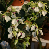 dendrobium_eximium1sd