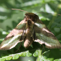 diachrysia_chrysitis4bd (Diachrysia chrysitis)