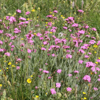 Dianthus carthusianorum (Œillet des Chartreux)