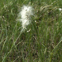 eriophorum_vaginatum3amd (Eriophorum vaginatum)