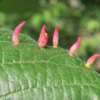 eriophyes_tiliae_galle5md