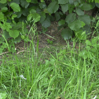 Festuca pratensis (Fétuque des prés)