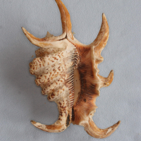 Lambis chiragra arthritica (Ptérocère arthritique)