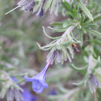 lithodora_fruticosa2md