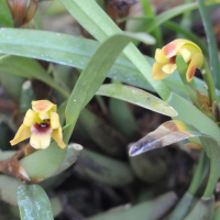 maxillaria_variabilis4md