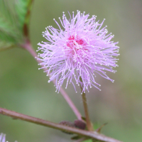 mimosa_pudica3md