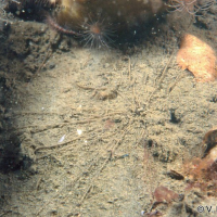 Neamphitrites figulus (Amphitrite)