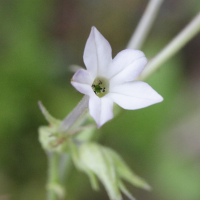 nicotiana_plumbaginifolia4md